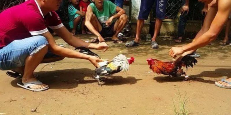 Sbet68 có phải là một trang web game uy tín không? - Sbet68